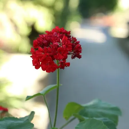 Gemini ベッド・アンド・ブレックファスト *