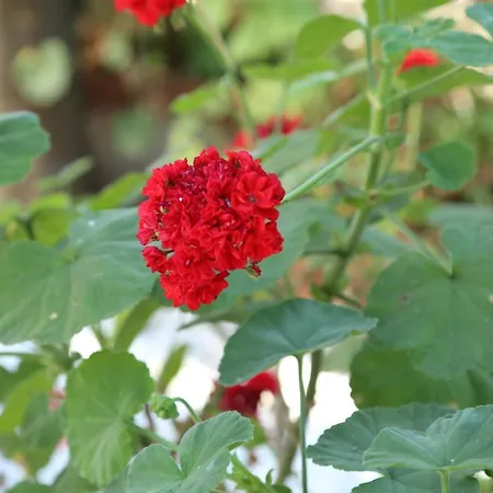 Gemini ベッド・アンド・ブレックファスト *